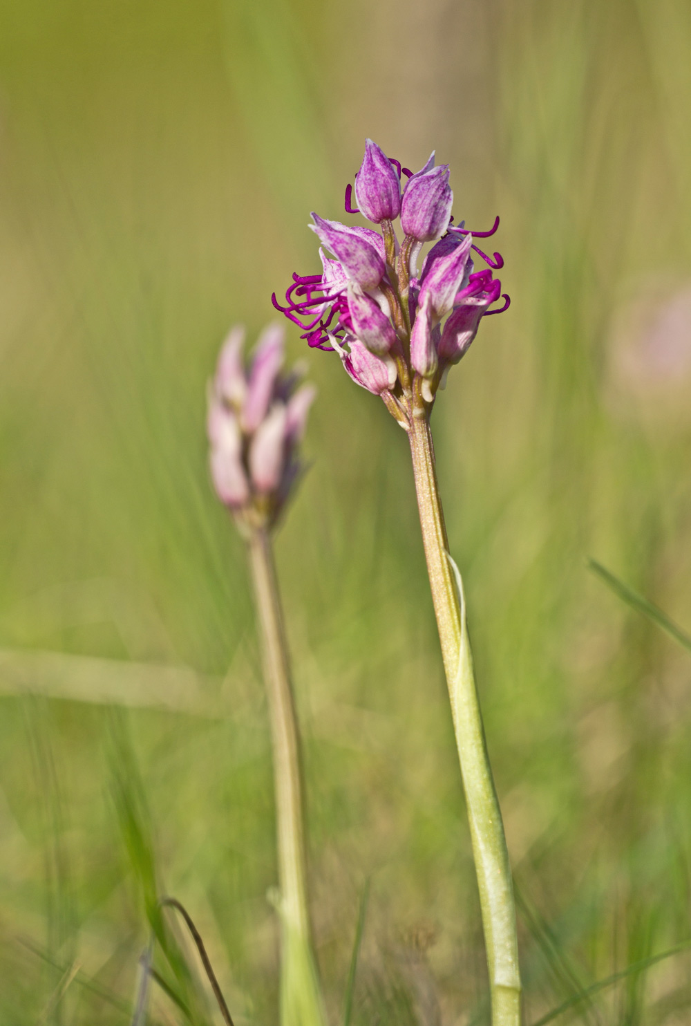 Orchis simia